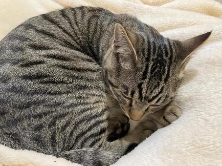 すやすや すやすや 猫,ねこ,ネコの写真素材