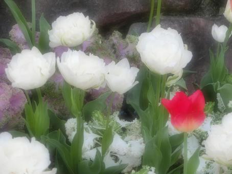 チューリップ　ソフトフォーカスの写真