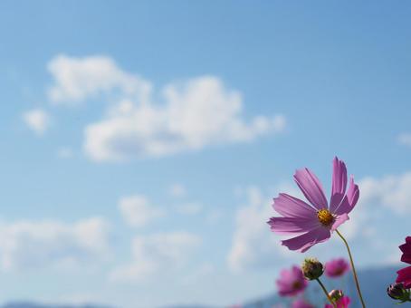 ピンクのコスモスと空 コスモス,青空,雲の写真素材