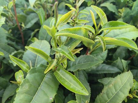 お茶の葉 茶葉 お茶の葉 茶葉 茶畑,お茶,お茶っ葉の写真素材