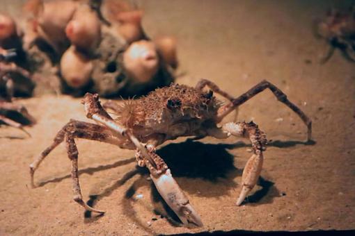 何かかわいい 何かかわいいの写真