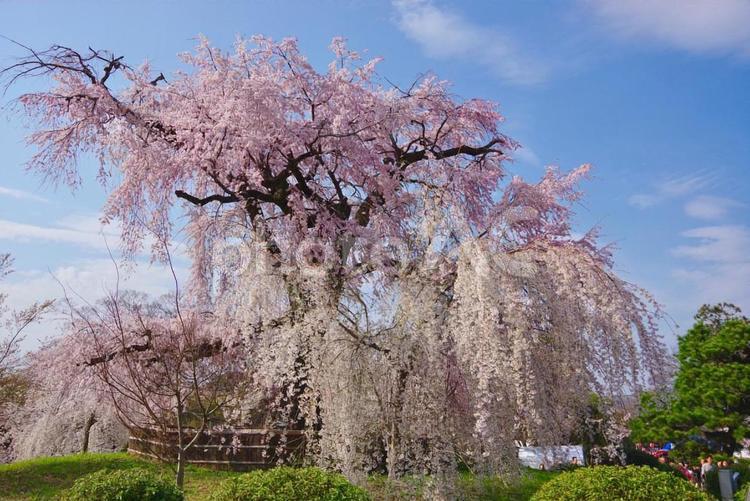 枝垂れ桜 桜,しだれ桜,京都の写真素材