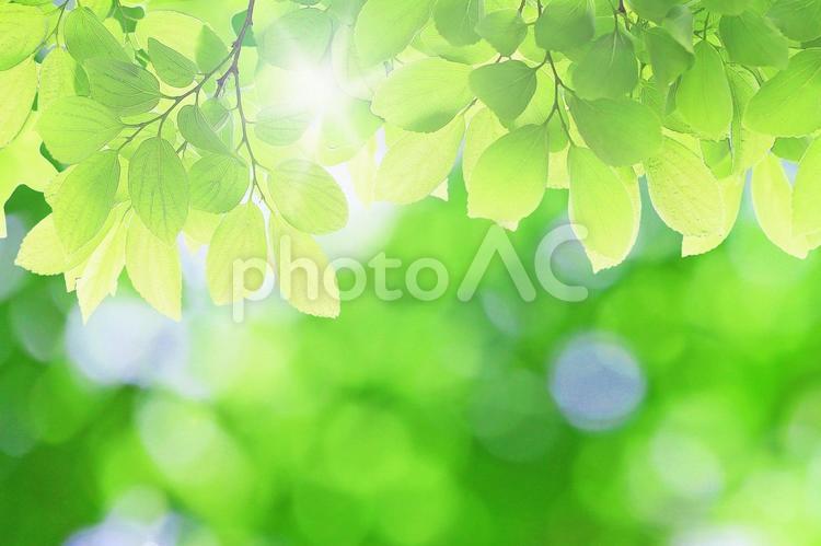 キラキラの光とエノキの新緑の若葉 新緑,若葉,エノキの写真素材