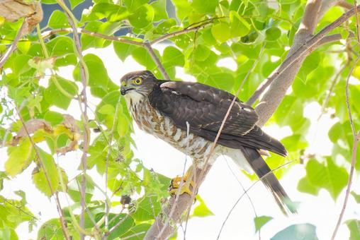木の枝に留まるツミの幼鳥 ツミ,雀鷹,幼鳥の写真素材