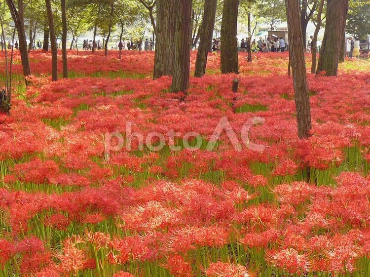 巾着田の彼岸花 彼岸花,巾着田,ヒガンバナの写真素材