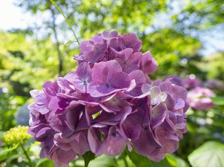 紫色の紫陽花の花 紫,あじさい,満開の写真素材