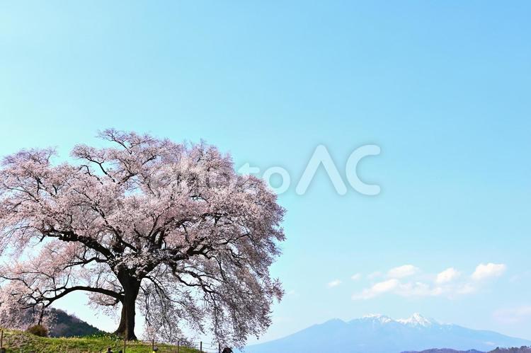 わに塚のサクラ　～エドヒガンザクラ～ わに塚のサクラ,エドヒガンザクラ,一本桜の写真素材