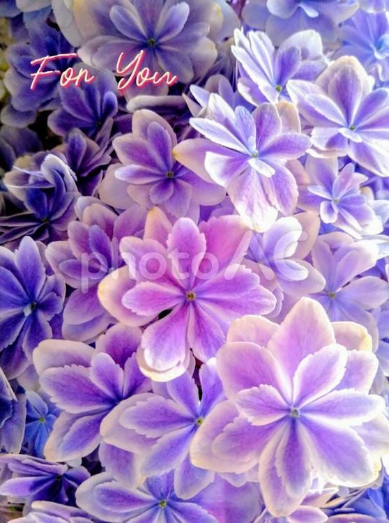 薄紫アジサイ万華鏡（For you）縦 アジサイ,あじさい,紫陽花の写真素材