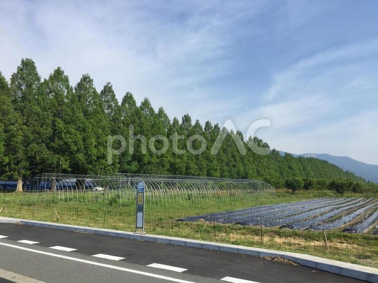 マキノ高原のメタセコイヤ並木 メタセコイヤ並木,並木,なみきの写真素材