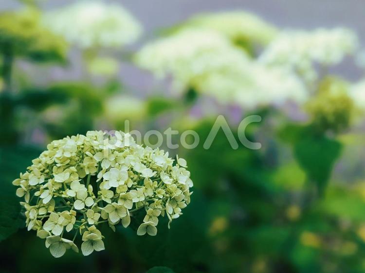 植物壁紙シリーズ　アジサイ アジサイ,グリーン,web背景の写真素材