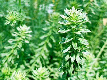 緑の植物の背景 緑の植物の背景の写真
