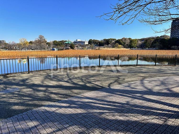 上野公園　不忍池　台東区上野　池　冬 上野公園,不忍池,台東区上野の写真素材