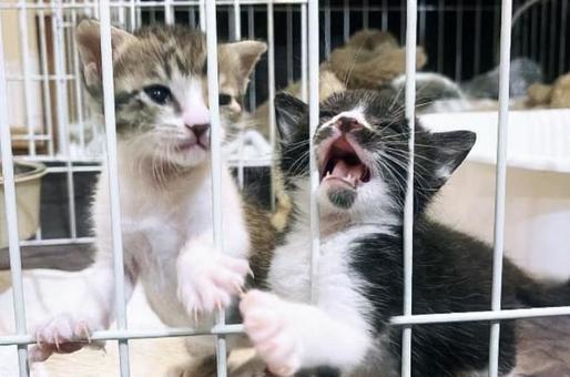 出してー! 出してー! 生き物,鼻,保護の写真素材