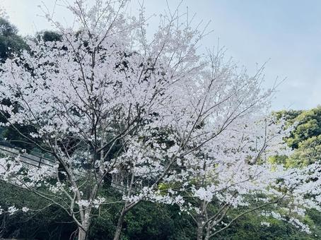 cherry blossoms, JPG cherry blossoms, JPG