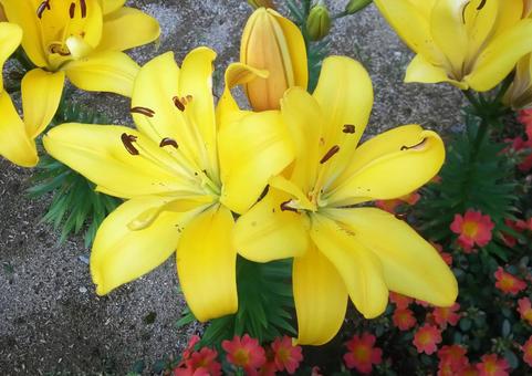 百合の花 百合,ユリ,花の写真素材