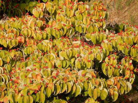 【花の写真】ハナミズキの実 【花の写真】ハナミズキの実 ハナミズキ,花水木,植物の写真素材