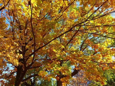 哀愁の季節・紅葉の秋 哀愁の季節・紅葉の秋 紅葉,枯葉,秋の写真素材