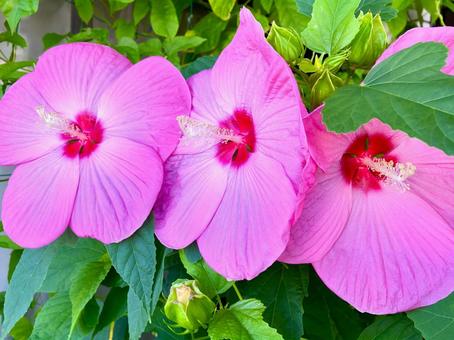 夏の朝 フヨウの花 ピンク 夏の朝 フヨウの花 ピンクの写真