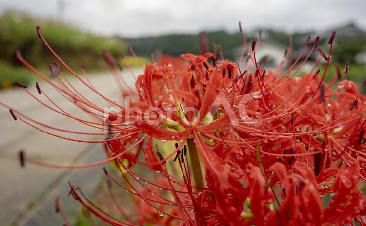 雨上がり　道を染めゆく　彼岸花 彼岸花,曼珠沙華,赤い花の写真素材