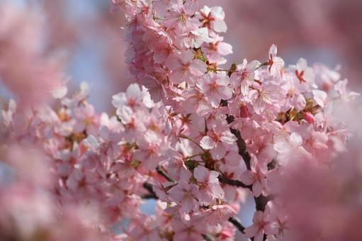 Photo, kawazu cherry tree, cherry blossoms, flower, 