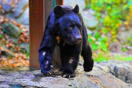広島市安佐動物公園のツキノワグマ ツキノワグマ,中国地方,広島県の写真素材