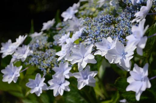 紫陽花 紫陽花の写真