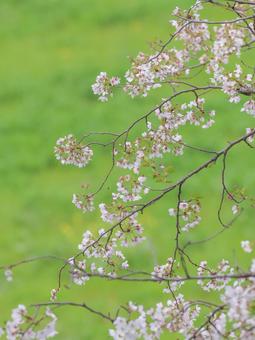 cherry blossoms, JPG