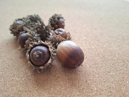 集めたドングリ ドングリ,木の実,クヌギの写真素材