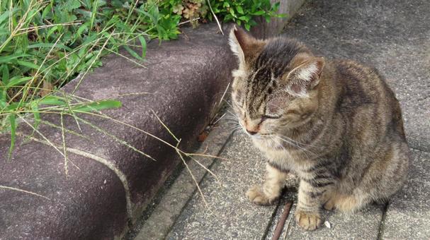 睡魔に襲われてうたた寝するあざとい猫 睡魔に襲われてうたた寝するあざとい猫の写真