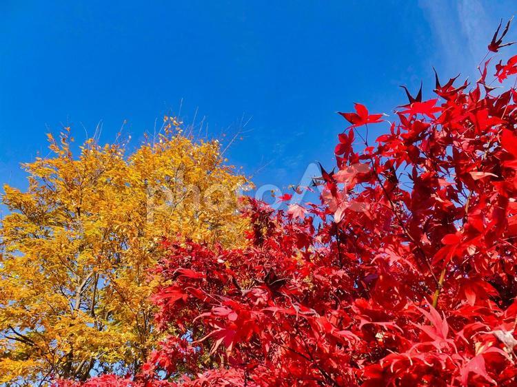 モミジとケヤキ　イ モミジ,ケヤキ,紅葉の写真素材