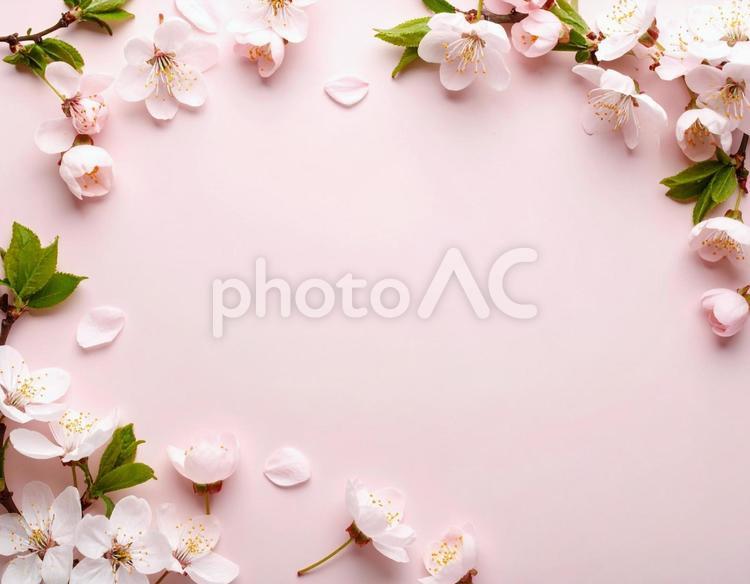 桜のピンクのフレーム 桜,テキストスペース,ピンクの写真素材
