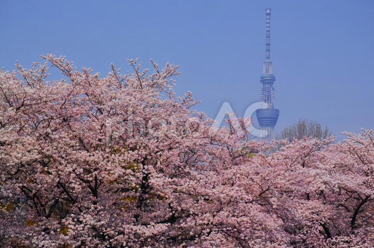 東京スカイツリーと満開の桜 東京スカイツリー,桜,春の写真素材