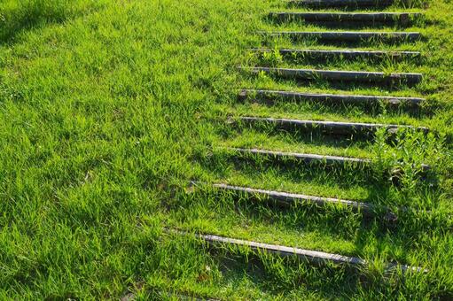 芝生と木の階段 自然,芝生,階段の写真素材