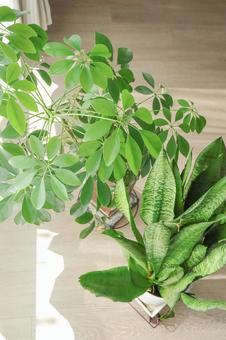 カポックとサンスベリア 観葉植物,グリーン,植物の写真素材