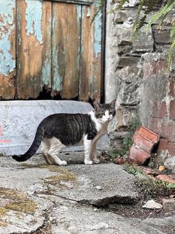 Buongiorno#2 猫,にゃんこ,路上の写真素材