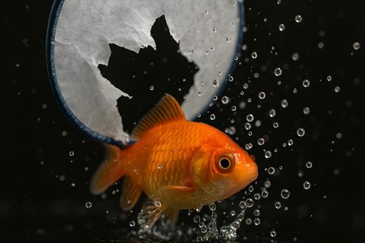 金魚の水しぶき 金魚の水しぶきの写真