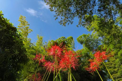 秋の赤い花 秋の赤い花 彼岸花,曼殊沙華,花の写真素材