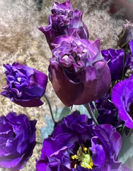 おしゃれなトルコキキョウ トルコキキョウ,花,アップの写真素材