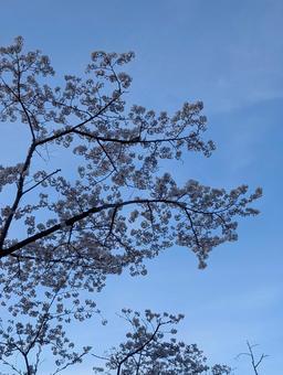 満開の桜と美しい青い空 満開の桜と美しい青い空 桜,花,枝の写真素材