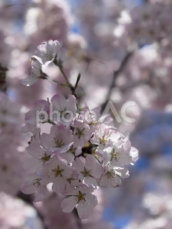 桜 春,別れ,桜の写真素材