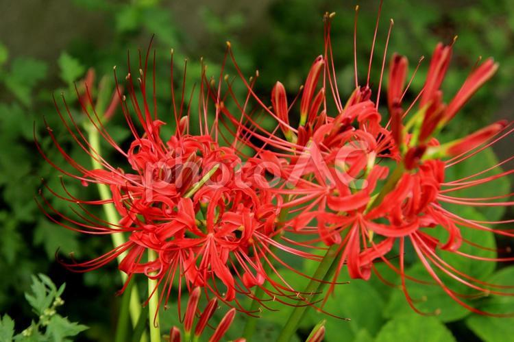 彼岸花 彼岸花,ヒガンバナ,曼珠沙華の写真素材
