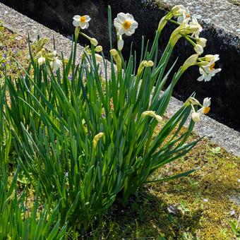 道端に咲くスイセン 道端に咲くスイセン スイセン,花,白の写真素材