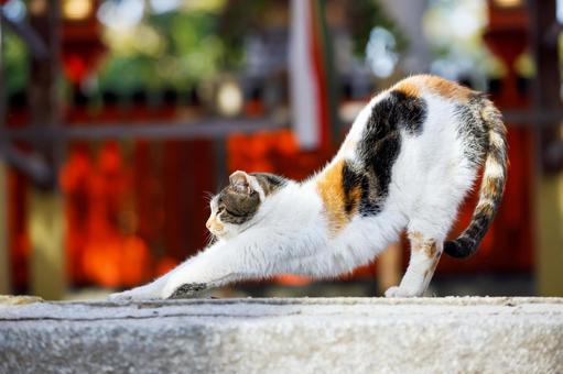 Stray cats at Oe Shrine in Osaka, JPG