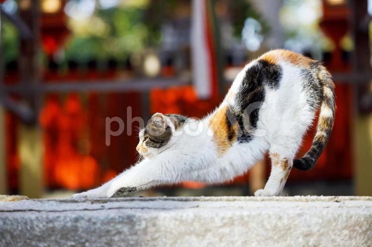 大阪大江神社での野良猫 野良猫,猫,かわいいの写真素材
