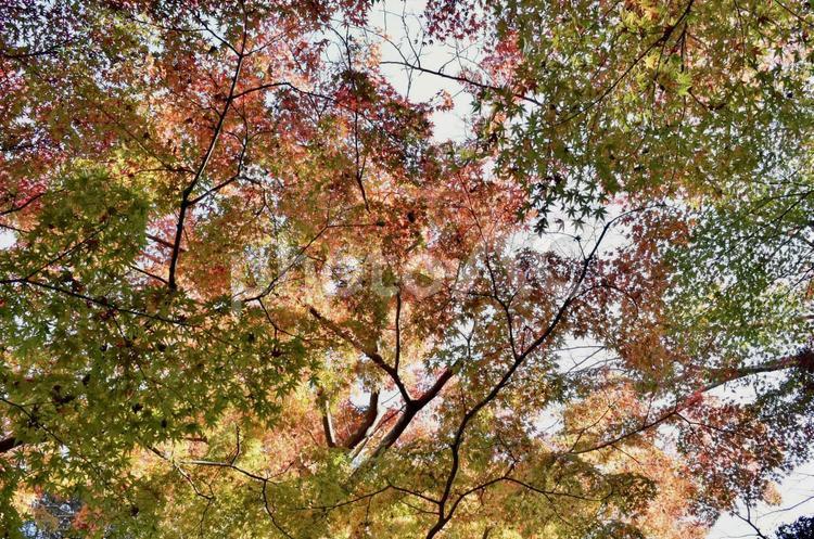 もみじの紅葉 紅葉,秋,もみじの写真素材