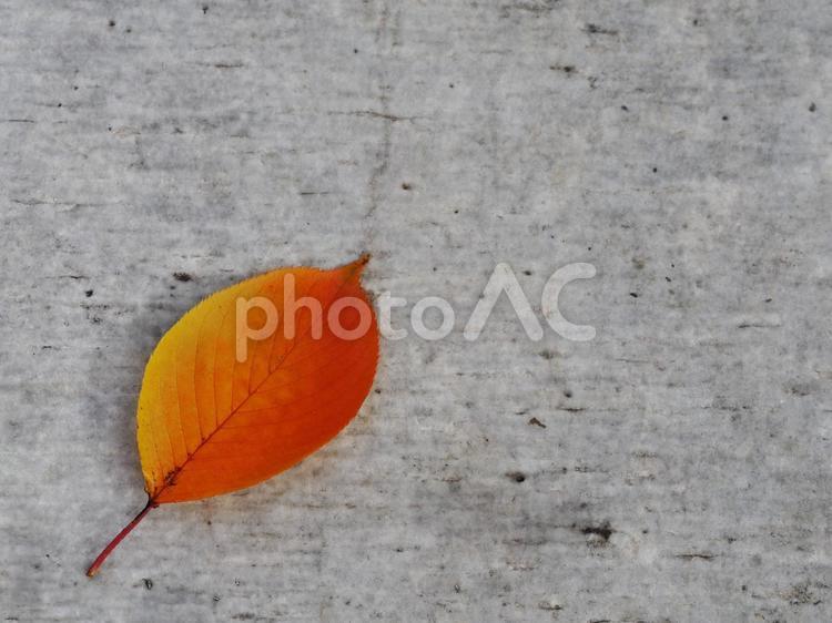 落ち葉　紅葉した桜の葉② 秋,落ち葉,木の葉の写真素材