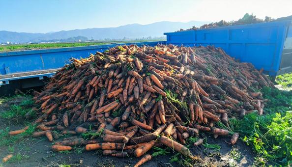 収穫したばかりの沢山の人参の写真