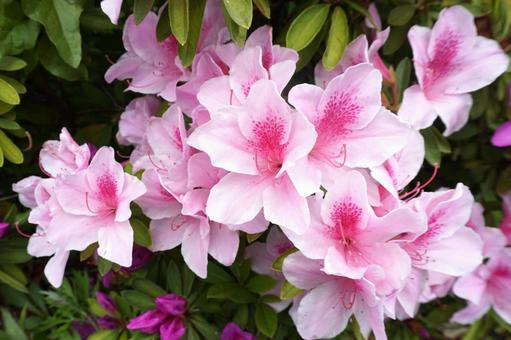 満開のピンク色のツツジの花1 ツツジ,花,ピンクの写真素材