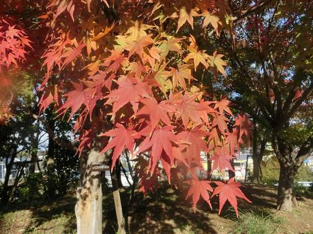 紅葉シーズン 紅葉シーズン もみじ,紅葉,赤いの写真素材