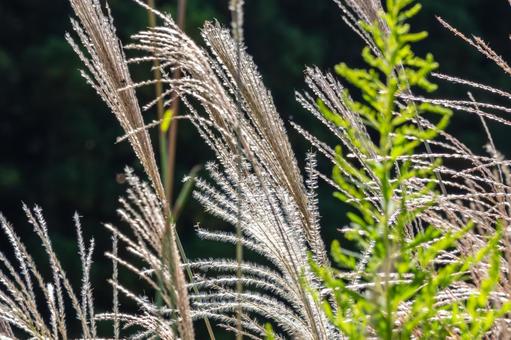 ススキ(41) ススキ(41) 植物,ススキ,秋の写真素材